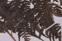 變葉三叉蕨藏品圖，第3張