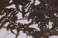 變葉三叉蕨藏品圖，第4張