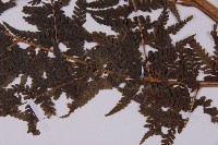 變葉三叉蕨藏品圖，第5張