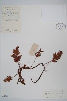 陰石蕨藏品圖，第1張