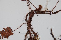 陰石蕨藏品圖，第2張