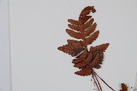 陰石蕨藏品圖，第3張