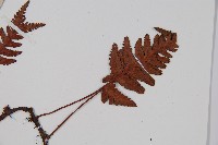 陰石蕨藏品圖，第4張