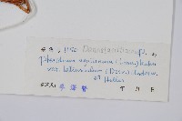 蕨藏品圖，第2張