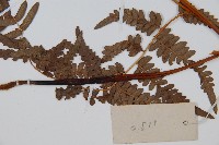 蕨藏品圖，第3張