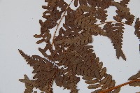 蕨藏品圖，第5張