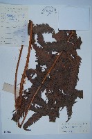 日本狗脊蕨藏品圖，第1張