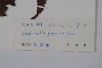 日本狗脊蕨藏品圖，第2張