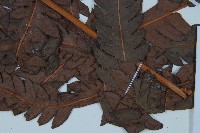 日本狗脊蕨藏品圖，第3張