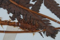 日本狗脊蕨藏品圖，第4張