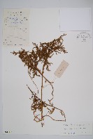 過山龍藏品圖，第1張