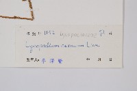 過山龍藏品圖，第2張