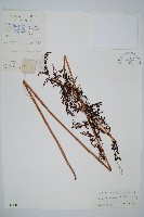 烏蕨藏品圖，第1張