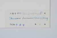 烏蕨藏品圖，第2張