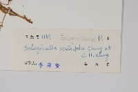 糙葉卷柏藏品圖，第2張