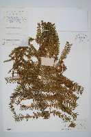 光裏白藏品圖，第1張