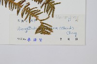 光裏白藏品圖，第2張