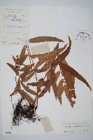 柄葉鱗毛蕨藏品圖，第1張