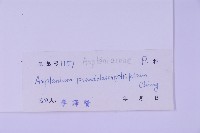 黑鱗鐵角蕨、假大羽鐵角蕨、大羽鐵角蕨藏品圖，第2張