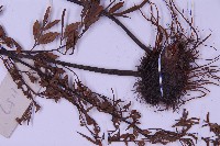 黑鱗鐵角蕨、假大羽鐵角蕨、大羽鐵角蕨藏品圖，第4張