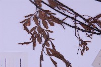 黑鱗鐵角蕨、假大羽鐵角蕨、大羽鐵角蕨藏品圖，第5張