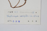 腎蕨藏品圖，第2張