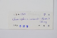 崇澍蕨藏品圖，第2張