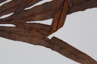 崇澍蕨藏品圖，第3張