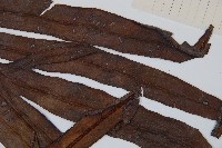 崇澍蕨藏品圖，第4張