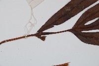 崇澍蕨藏品圖，第5張