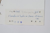 蕗蕨藏品圖，第2張