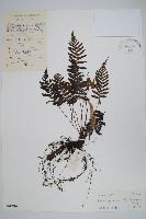 溪邊假毛蕨藏品圖，第1張