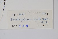 溪邊假毛蕨藏品圖，第2張