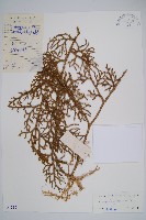 過山龍藏品圖，第1張