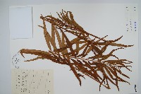 華南紫萁藏品圖，第1張