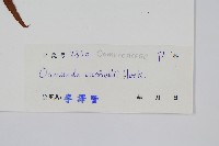 華南紫萁藏品圖，第2張