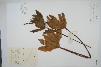 錫蘭七指蕨藏品圖，第1張