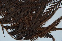 金狗毛蕨藏品圖，第3張