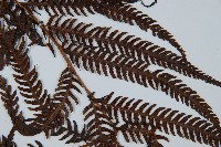 金狗毛蕨藏品圖，第4張