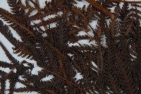 金狗毛蕨藏品圖，第5張