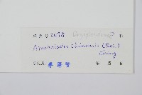 中華複葉耳蕨藏品圖，第2張