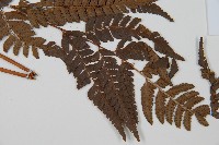 中華複葉耳蕨藏品圖，第4張