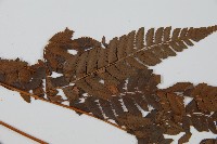 中華複葉耳蕨藏品圖，第5張