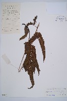 江南短腸蕨藏品圖，第1張