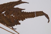 江南短腸蕨藏品圖，第4張