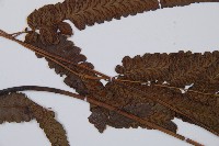 江南短腸蕨藏品圖，第5張