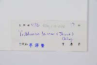 單葉雙蓋蕨藏品圖，第2張