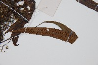 單葉雙蓋蕨藏品圖，第3張