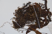 單葉雙蓋蕨藏品圖，第5張