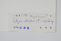 橢圓線蕨藏品圖，第2張